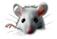 Illustration: weiße Maus